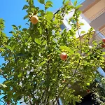 Vakantiehuis Villa Split *